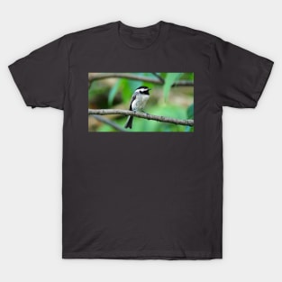 Black-capped Chickadee Perched On A Branch T-Shirt